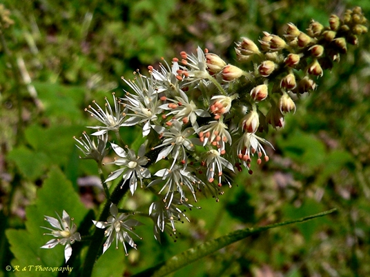 {Tiarella cordifolia}